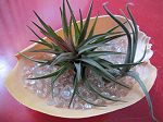 TILLANDSIA : SUPPORT SCIAGE VOLUTA MELO MELO